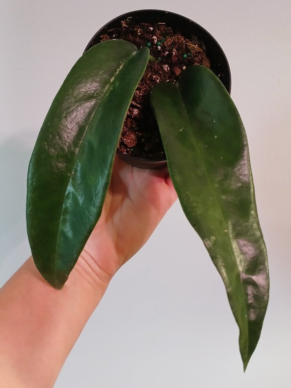 Hoya Macgillivrayi